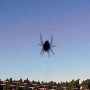 Spider Outside Window; wishing for a zoom lens